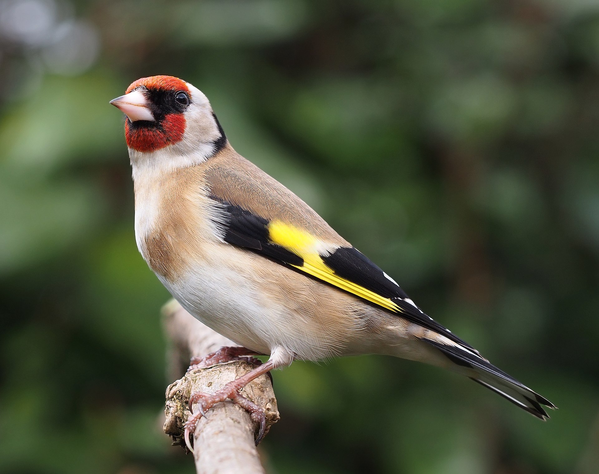 Image of goldfinch