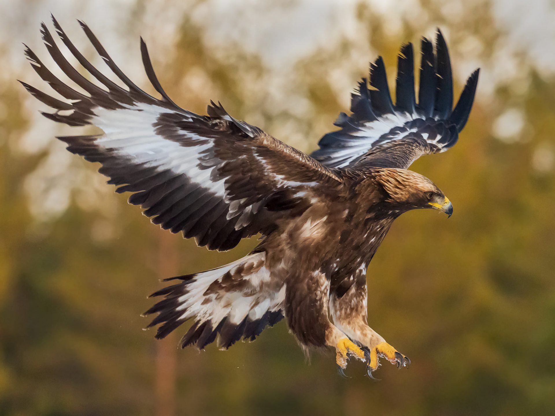 Image of Golden Eagle